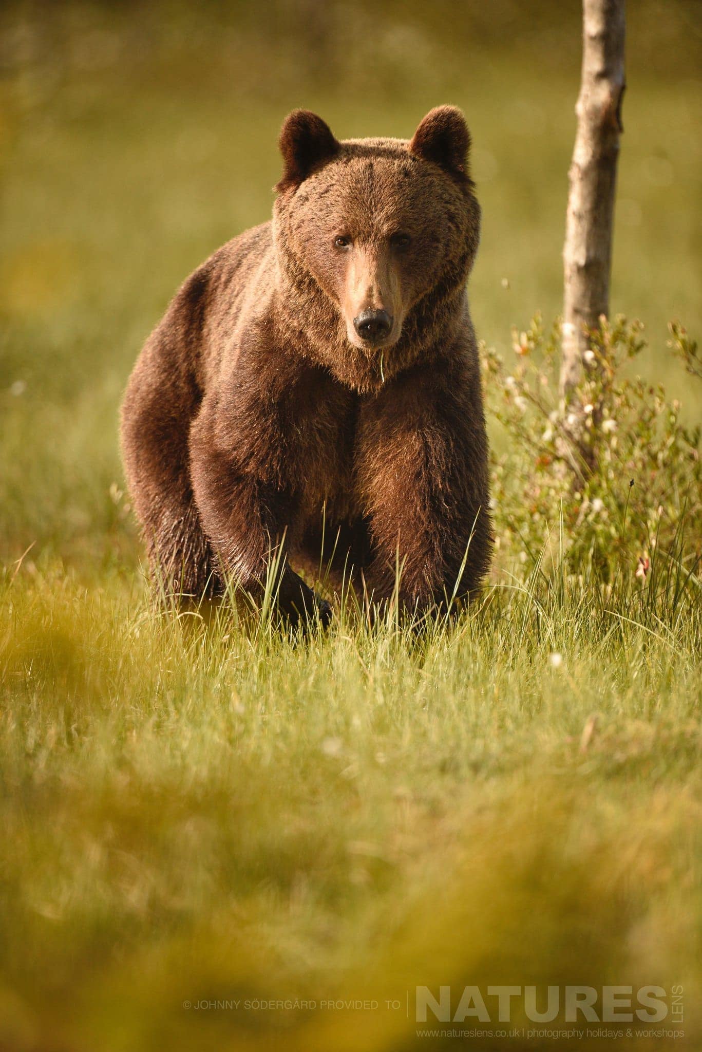 One Of The Large Bears Bathed In Golden Light Amongst The Cotton Grass Photographed By Johnny Södergård During The Natureslens Wild Brown Bears Of Finland Photography Holiday