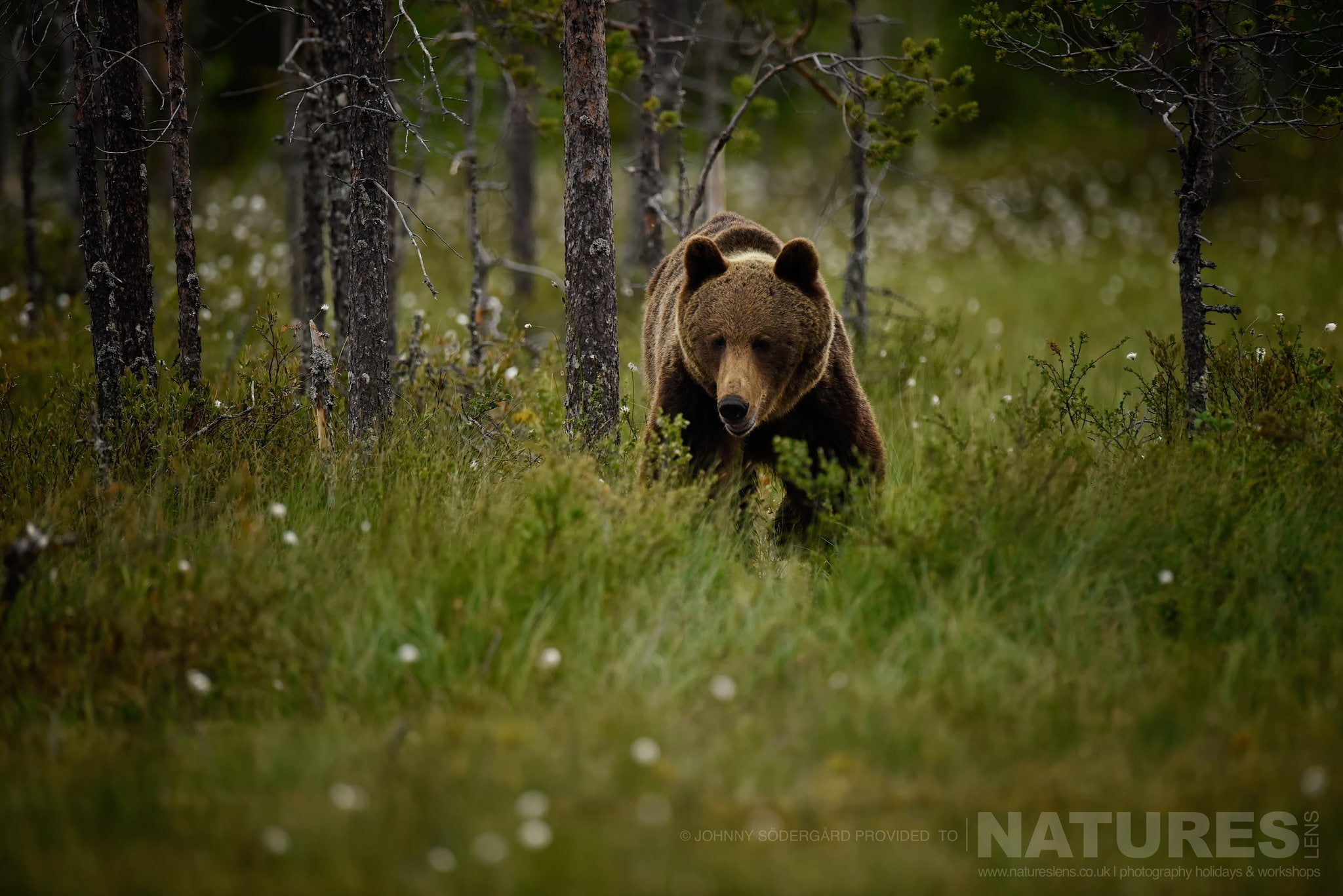 One Of The Large Bears Emerges From The Russian Forests Photographed By Johnny Södergård During The Natureslens Wild Brown Bears Of Finland Photography Holiday