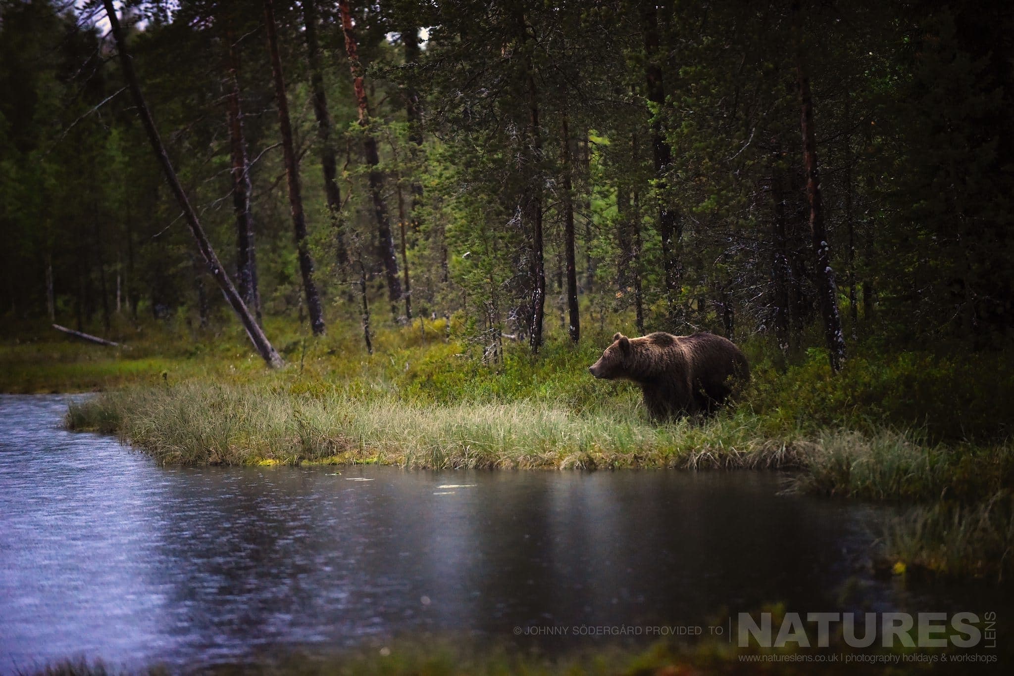 One Of The Large Bears Pauses Alongside The Lake Photographed By Johnny Södergård During The Natureslens Wild Brown Bears Of Finland Photography Holiday