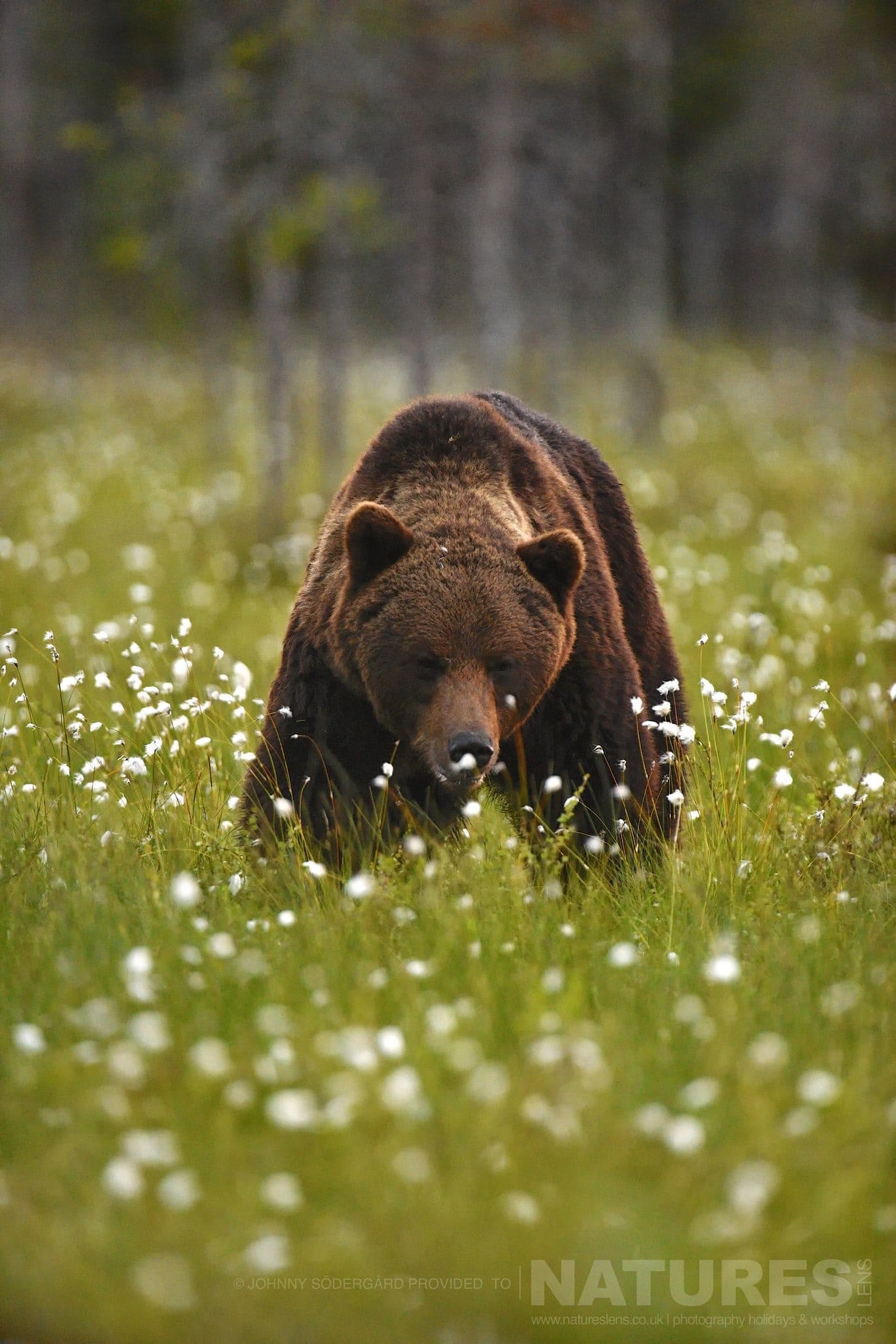 One Of The Large Bears Rim Amongst The Cotton Grass Photographed By Johnny Södergård During The Natureslens Wild Brown Bears Of Finland Photography Holiday
