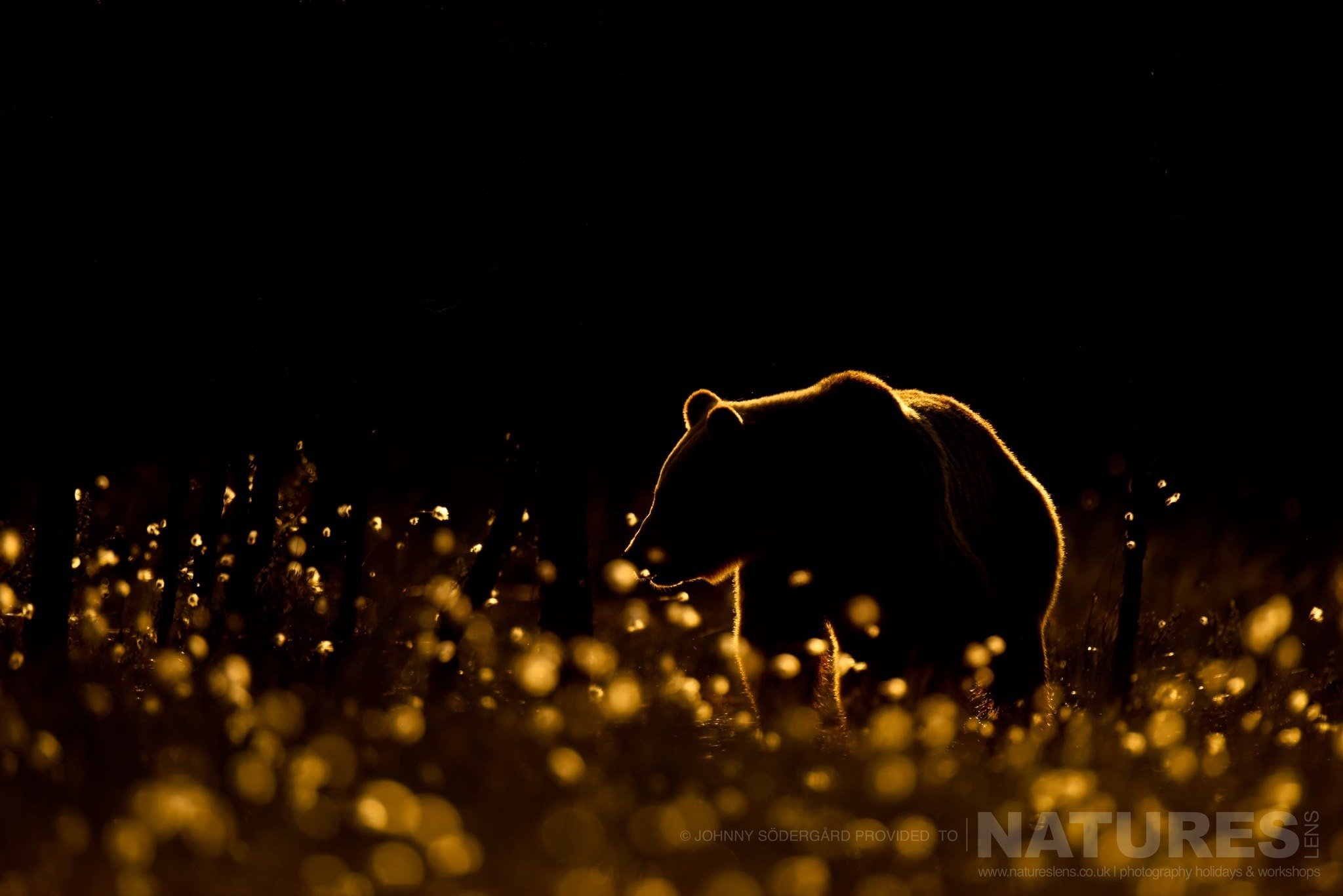 One Of The Large Bears Rim Lit In Golden Light Amongst The Cotton Grass Photographed By Johnny Södergård During The Natureslens Wild Brown Bears Of Finland Photography Holiday