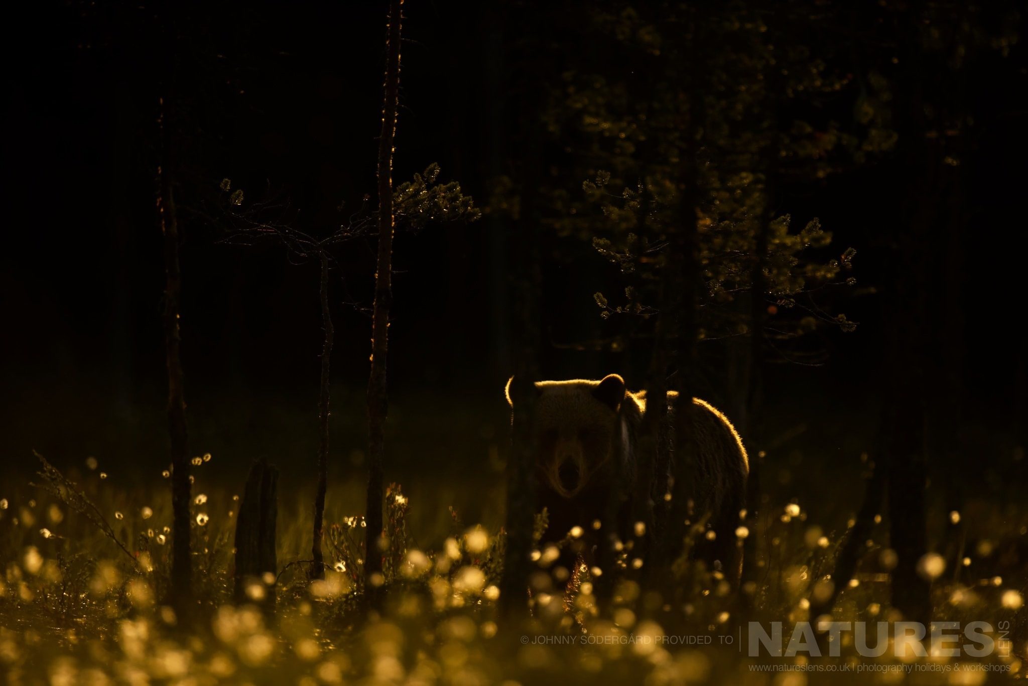 One Of The Large Bears Rim Lit In Golden Light Amongst The Trees Of The Taiga Photographed By Johnny Södergård During The Natureslens Wild Brown Bears Of Finland Photography Holiday