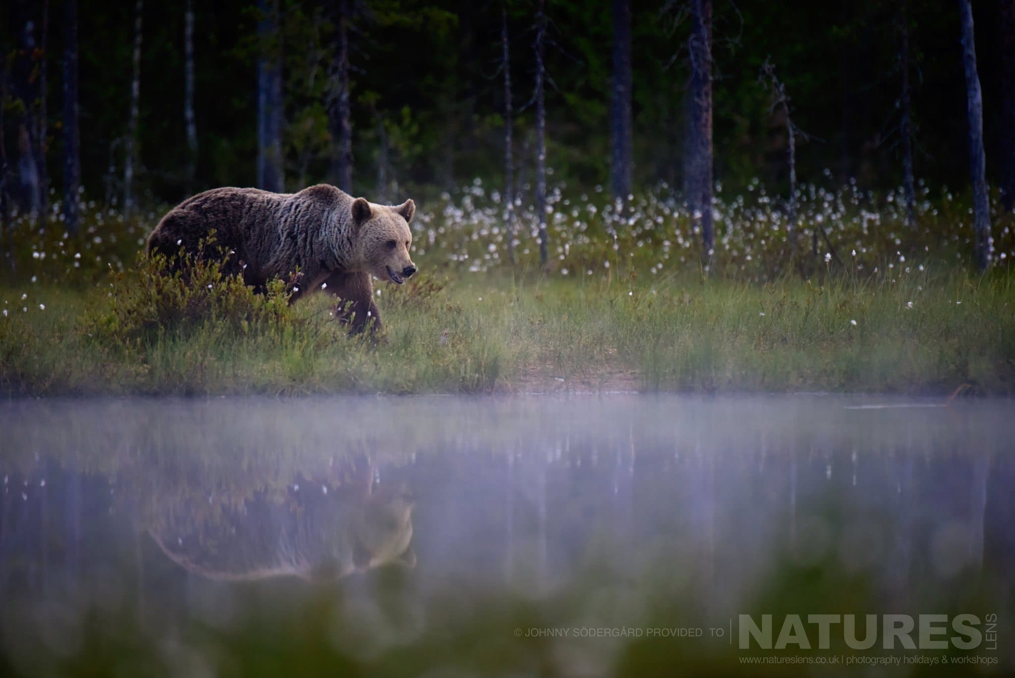 One Of The Large Bears Walks Alongside Is Reflected Within The Lake Photographed By Johnny Södergård During The Natureslens Wild Brown Bears Of Finland Photography Holiday