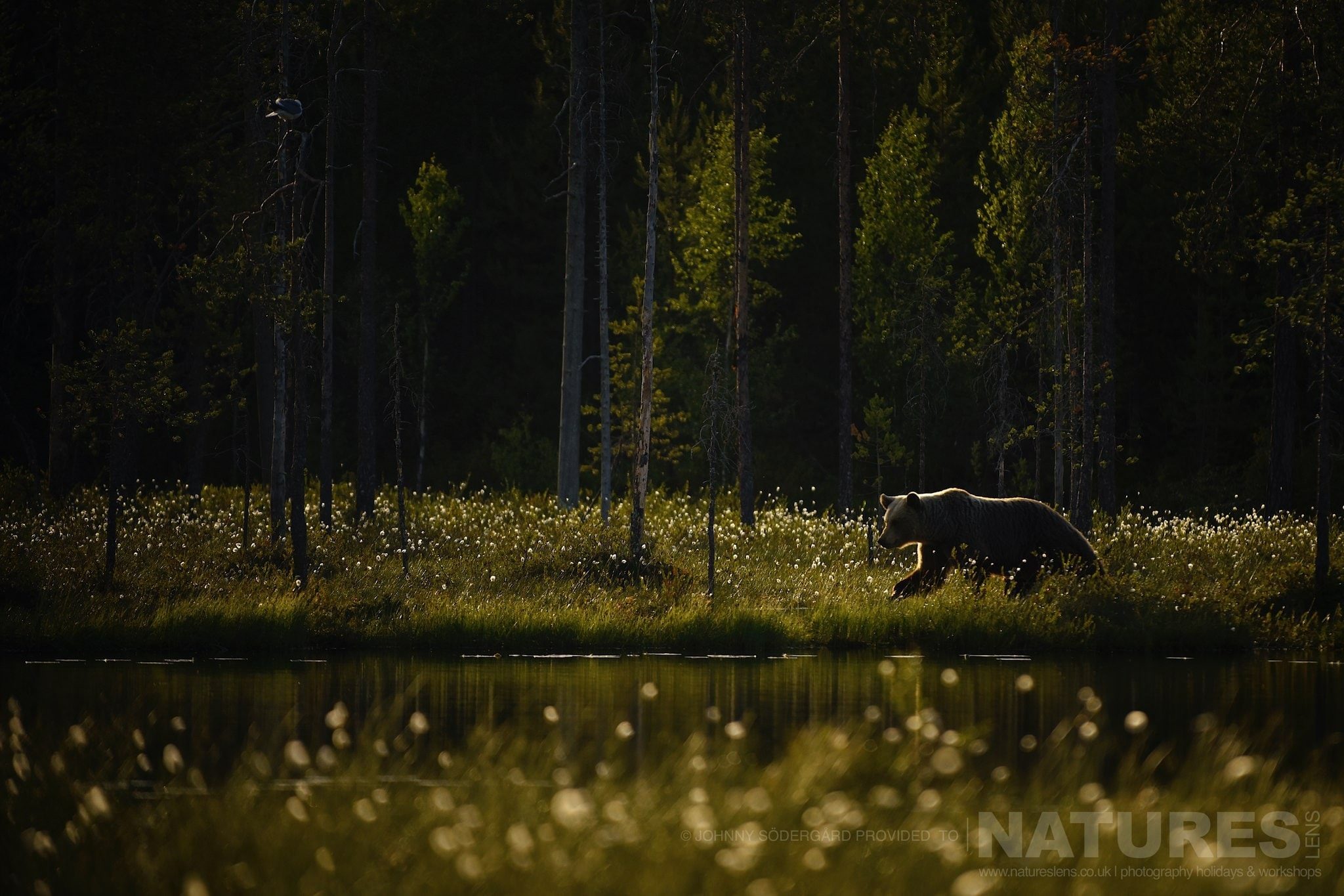 One Of The Large Bears Walks Alongside The Lake Photographed By Johnny Södergård During The Natureslens Wild Brown Bears Of Finland Photography Holiday