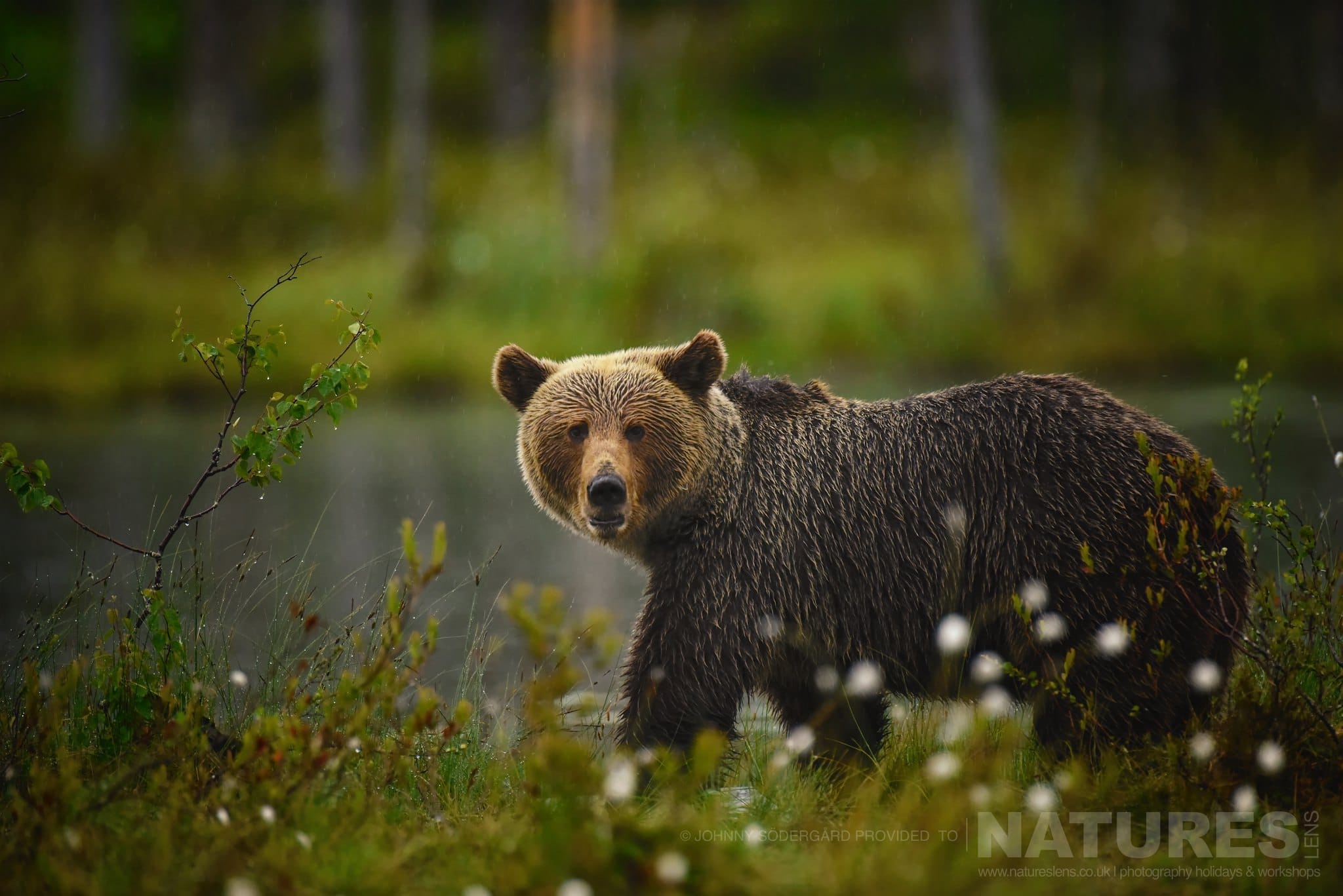 One Of The Large Wild Brown Bears Stares Directly At The Photography Hide Photographed By Johnny Södergård During The Natureslens Wild Brown Bears Of Finland Photography Holiday