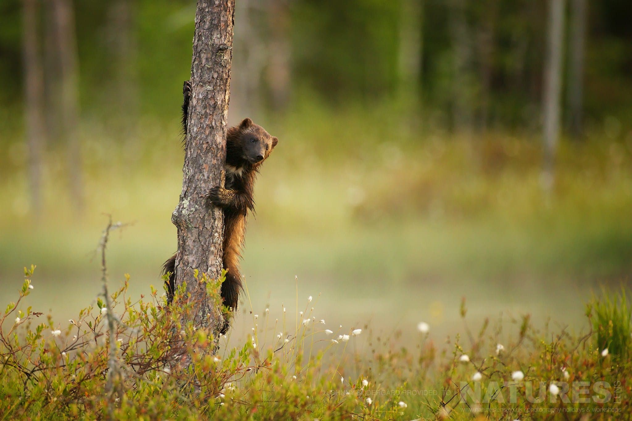 One Of The Wolverine Peers Around A Tree Photographed By Johnny Södergård During The Natureslens Wild Brown Bears Of Finland Photography Holiday