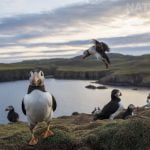 A group of Atlantic Puffins on one of the headlands of Fair Isle photographed during the NaturesLens Shetlands Puffins of Fair isle Photography Holiday