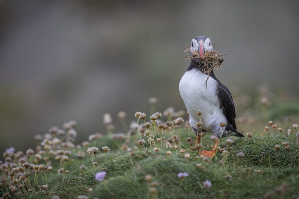 View Fancy photographing the Atlantic Puffins of Fair-Isle in 2023?