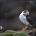 A rainsoaked Atlantic Puffin photographed during the NaturesLens Shetlands Puffins of Fair isle Photography Holiday