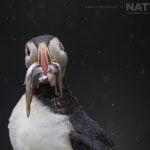 A rainsoaked puffin with a mouth full of sand eels photographed during the NaturesLens Shetlands Puffins of Fair isle Photography Holiday