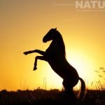 A Silhouette Of A Rearing Stallion Photographed During The Natureslens White Horses Of The Camargue Photography Holiday