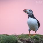 Against an amazing pink sky a puffin stands on one of the headlands of Fair Isle photographed during the NaturesLens Shetlands Puffins of Fair isle Photography Holiday