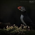 Illuminated in the last light of the day a puffin stands amongst the thrift on Fair Isle photographed during the NaturesLens Shetlands Puffins of Fair isle Photography Holiday