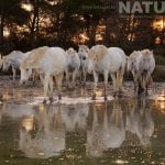 A Herd Of Horses Reflected In The Salt Marsh At Dawn As Captured During The Natureslens White Horses Of The Camargue Photography Holiday