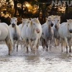 A Herd Of Horses Walking In A Salt Marsh Captured During The White Horses Of The Camargue Photography Tour Led By Natureslens