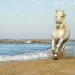 A White Stallion Galloping Along The Edge Of The Sea Photographed During The Natureslens White Horses Of The Camargue Photography Holiday
