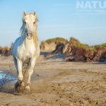 A White Stallion Running On The Beach Photographed During The White Horses Of The Camargue Photography Holiday Led By Natureslens
