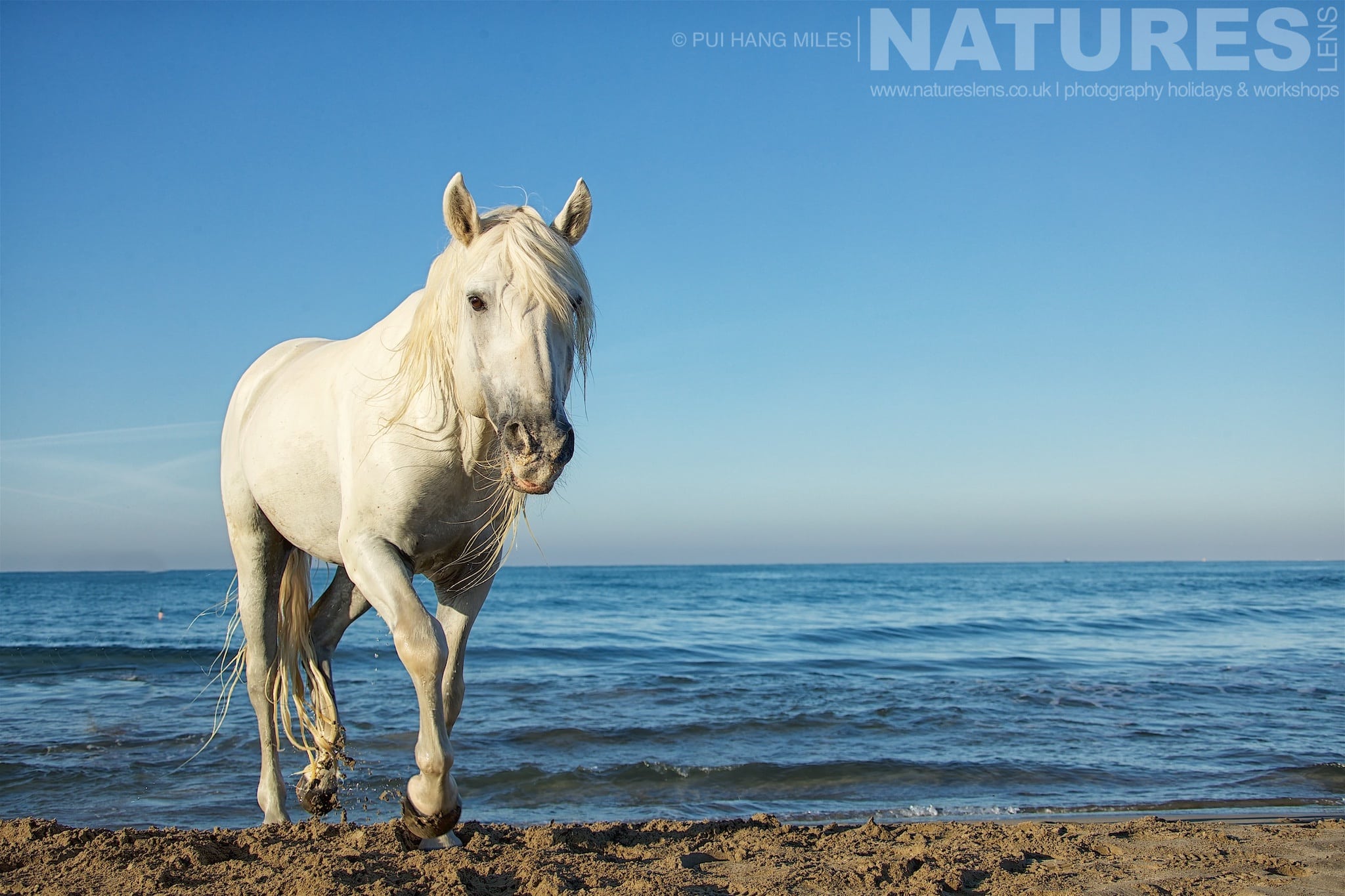 An inquisitive stallion walks up the beach as photographed during the NaturesLens White Horses of the Camargue Photography Holiday