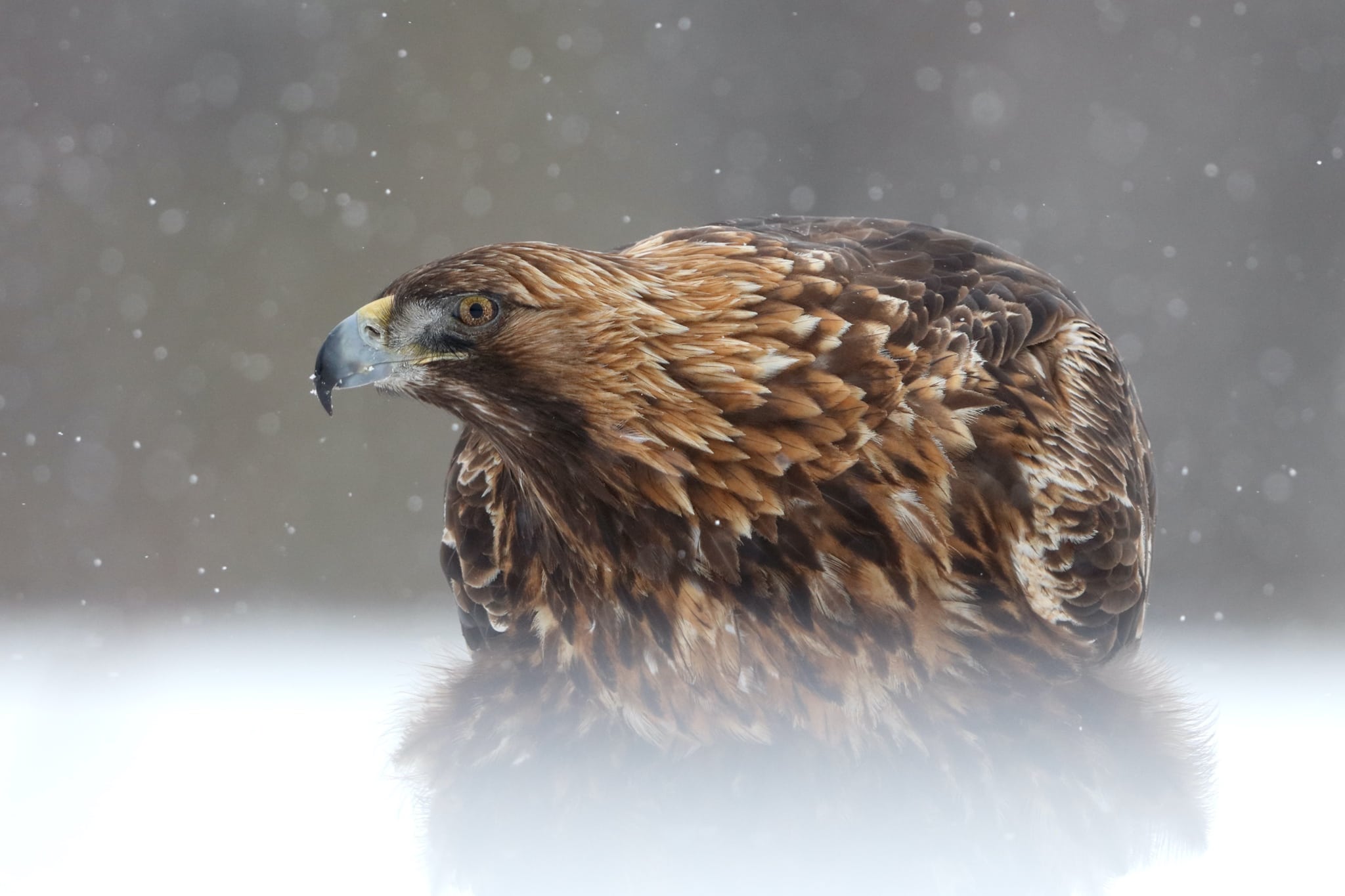 One of the stunning Golden Eagles photographed during a snow storm this image was captured on the NaturesLens Golden Eagles of the Swedish Winter Photography Holiday 1