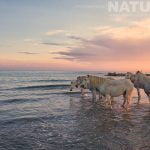 White Stallions Looking Out To Sea As Captured During The Natureslens White Horses Of The Camargue Photography Holiday