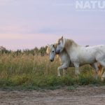 Young Stallions At Play As Captured During The Natureslens White Horses Of The Camargue Photography Holiday