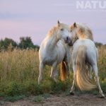 Young Stallions Head To Head As Captured During The Natureslens White Horses Of The Camargue Photography Holiday