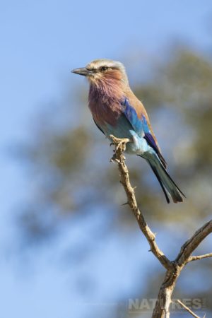 A Colourful Portrait Of A Lilac Breasted Roller Photographed On The Natureslens Zimanga Photo Tour