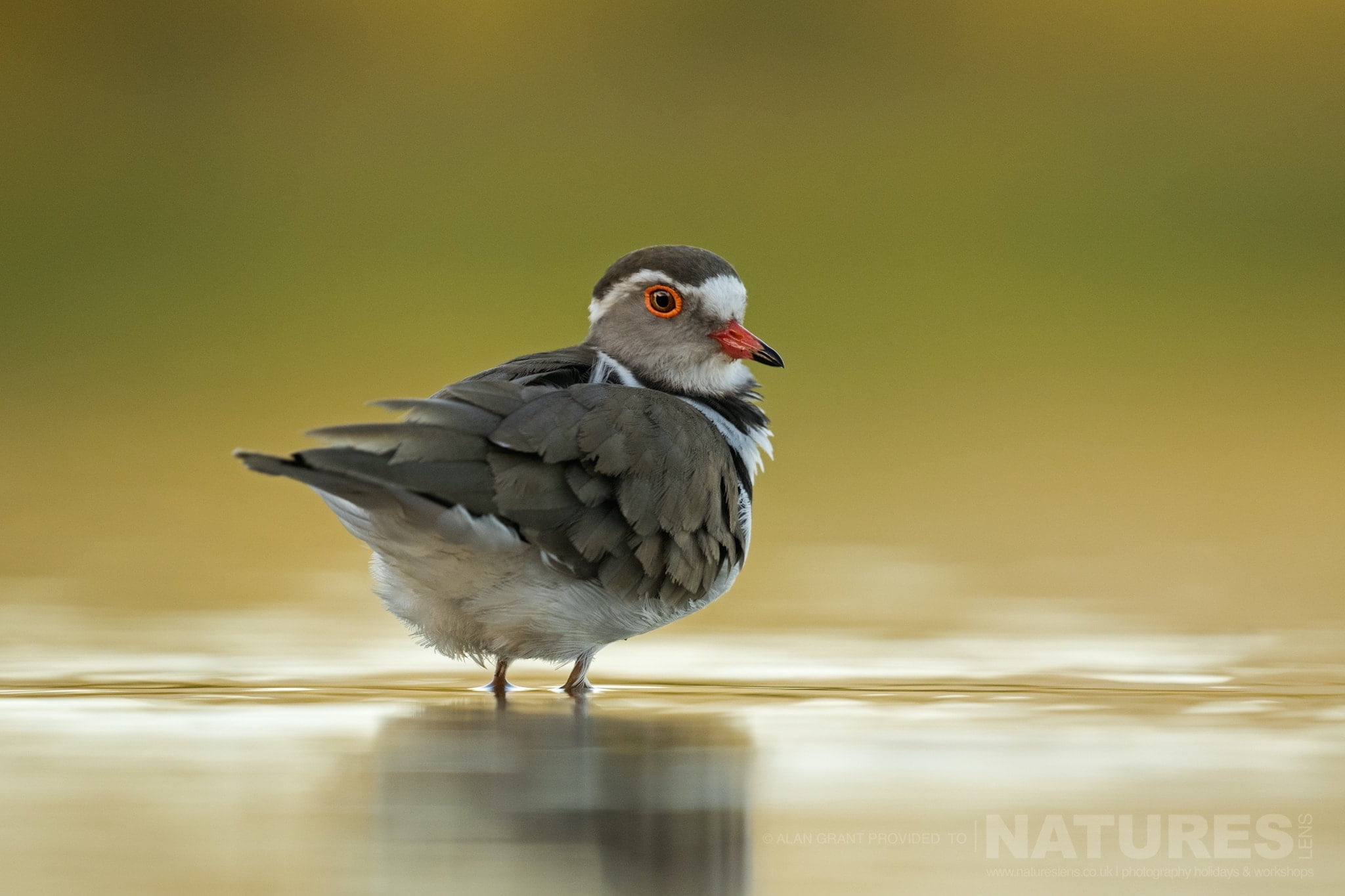 A colourful portrait of a Three banded Plover as captured during the NaturesLens Zimanga photography safari