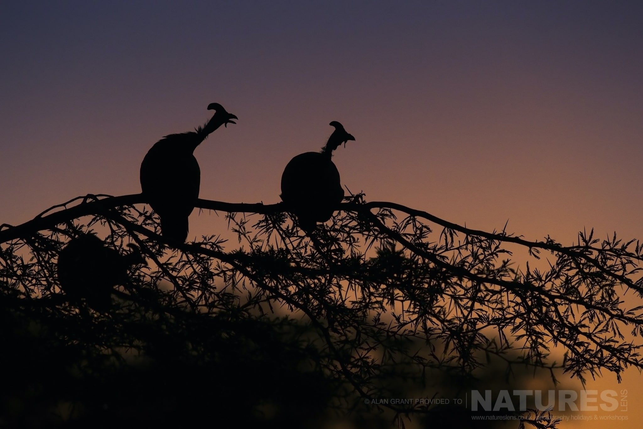 A Colourful Silhouette Of Two Guinea Fowl Captured During The Natureslens Zimanga Photography Safari