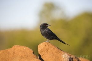 A Drongo Perched On A Stone Wall As Captured During The Natureslens Zimanga Photo Tour