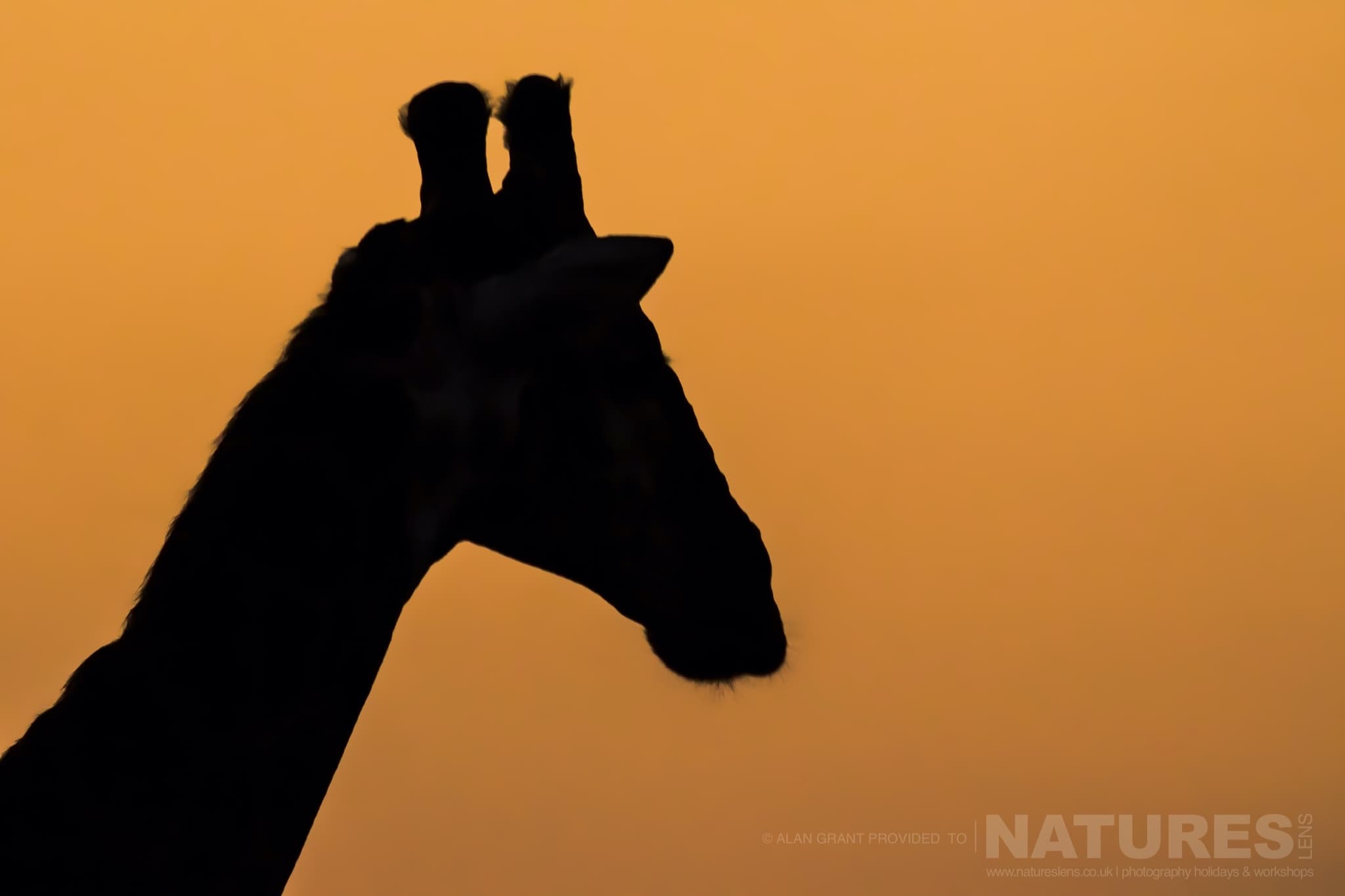 A Giraffe Silhouette At Sunset Taken During The Zimanga Photography Safari Led By Natureslens
