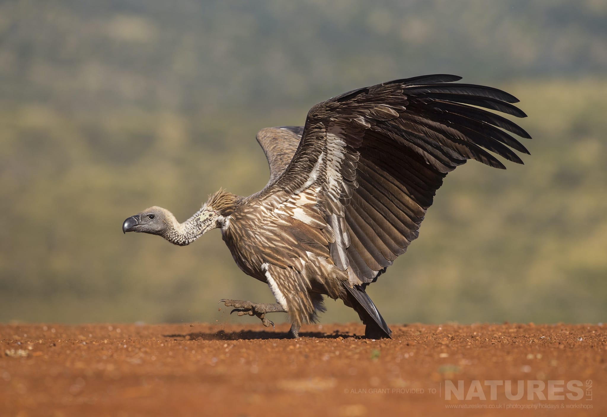 A goose stepping Vulture photographed during the NaturesLens Zimanga photo tour