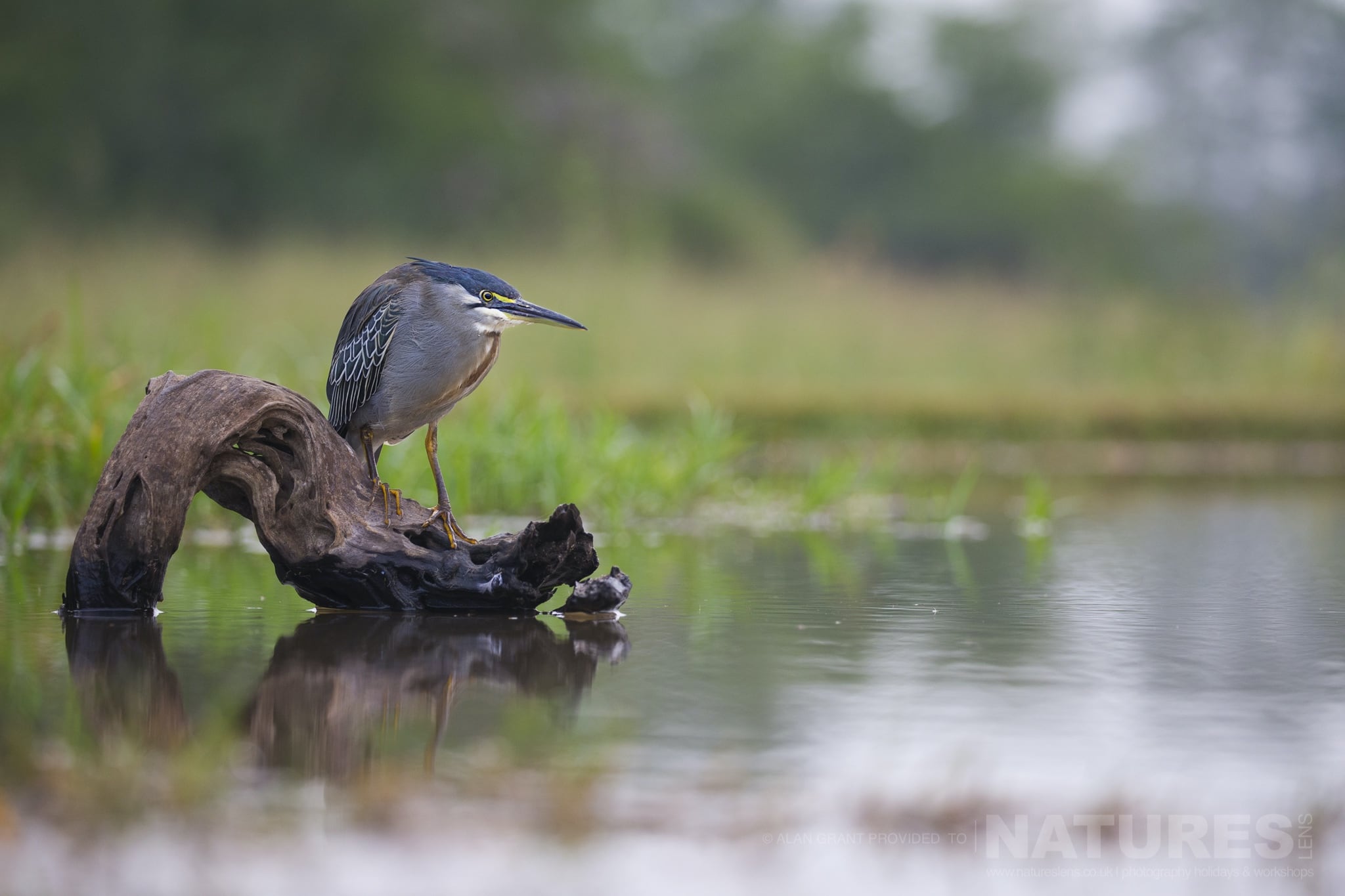 A Green Backed Heron Looking For Fish In A Lagoon As Captured During The Natureslens Zimanga Photography Safari