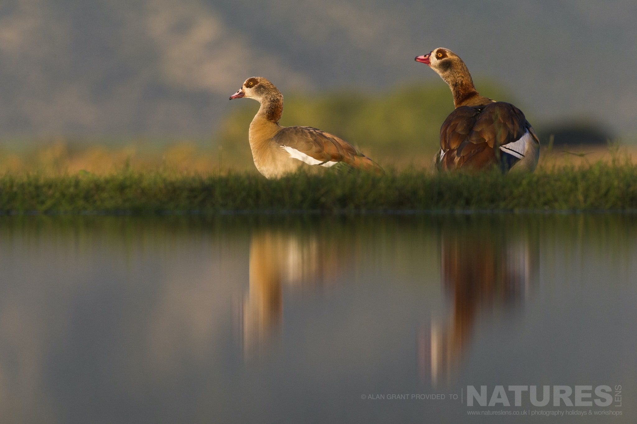 A Pair Of Egyptian Geese Standing On The Edge Of The Lagoon As Captured During The Natureslens Zimanga Photography Safari