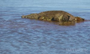 A Sunbathing Crocodile Lying In The Shallow Waters Of The Lake During The Zimanga Photo Tour Led By Natureslens