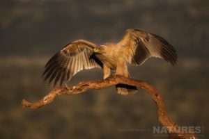 A Tawny Eagle Stands With Open Wings On A Tree Branch As Captured During The Natureslens Zimanga Photo Tour