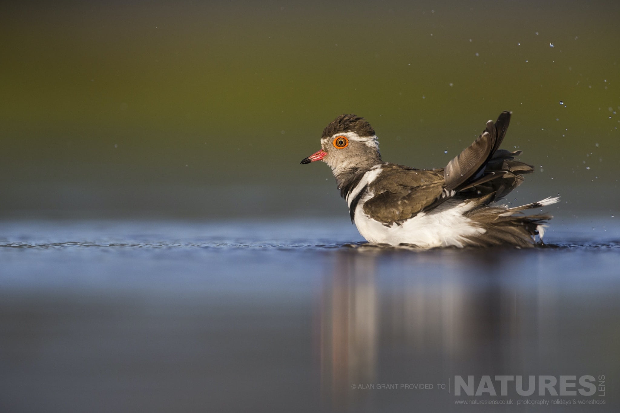 A Three Banded Plover Taking A Bath During The Zimanga Photography Safari Led By Natureslens