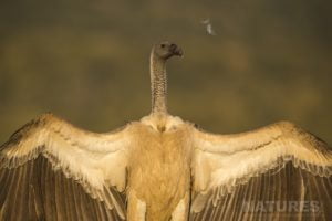 A Whitebacked Vulture Opens Its Wings As Captured During The Zimanga Photo Tour Led By Natureslens