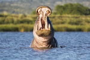A Yawning Hippo Captured During The Natureslens Zimanga Photo Tour