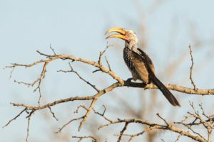 A Yellow Billed Hornbill Captured During One Of The Game Drives On The Zimanga Photo Tour Led By Natureslens