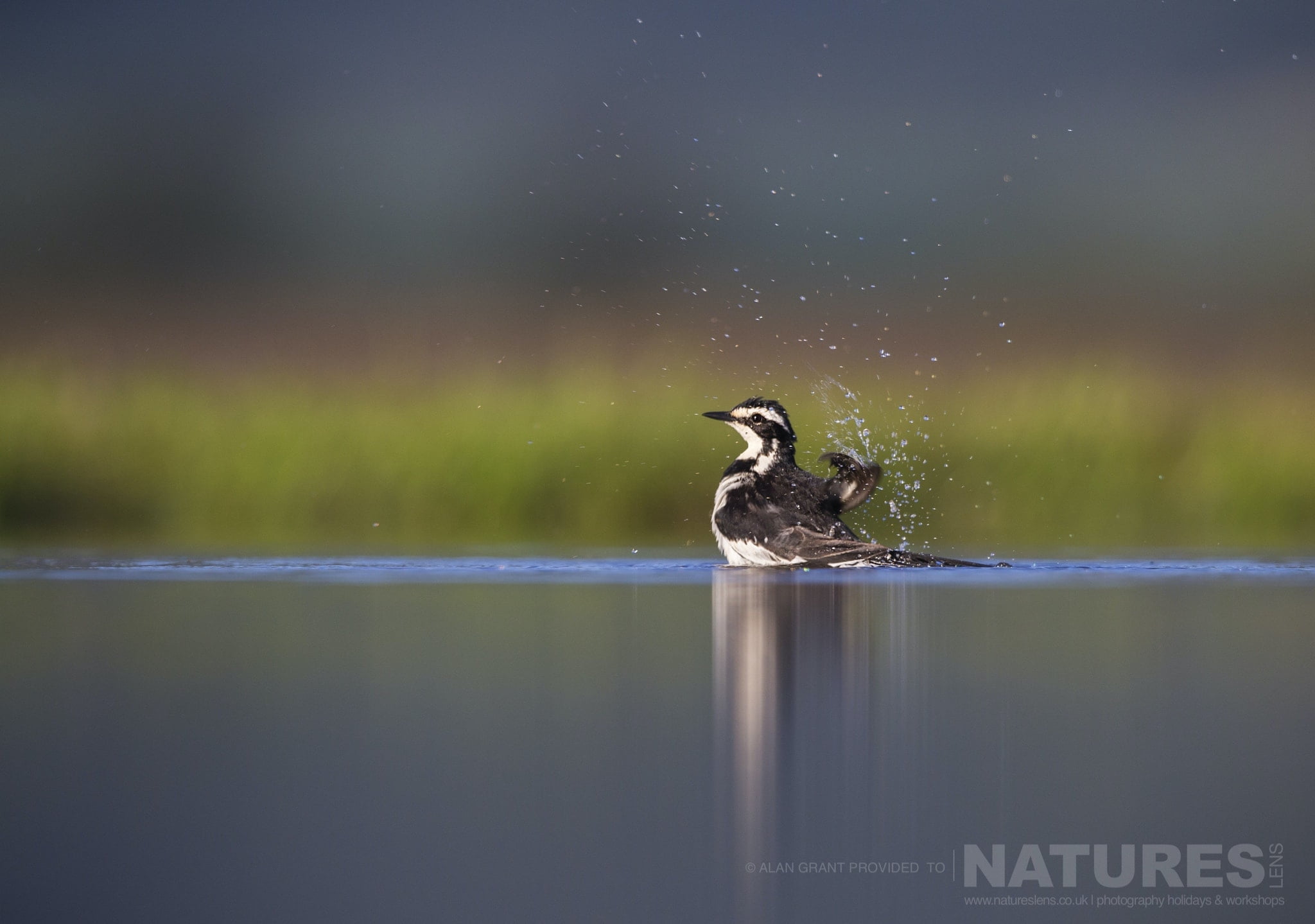 An African Pied Wagtail Having A Bath As Captured During The Zimanga Photography Safari Led By Natureslens