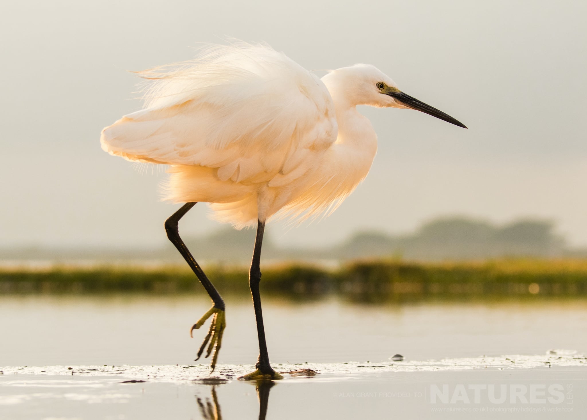 Little Egret Kissed By The Rosy Glow Of Dawn Photographed During The Natureslens Zimanga Photography Safari