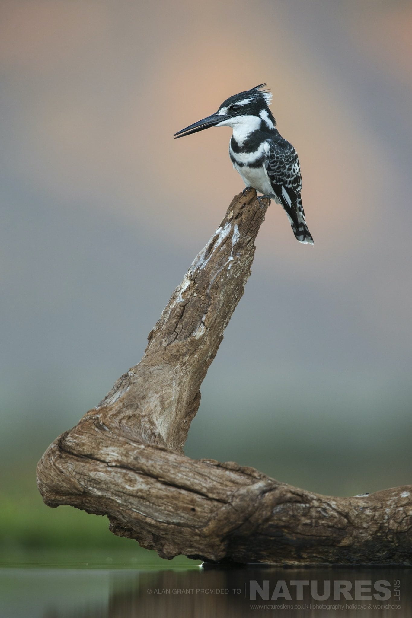 Pied Kingfisher Perched On A Log As Photographed During The Natureslens Zimanga Photography Safari