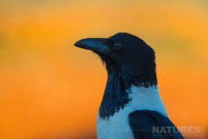 Portrait Of A Pied Crow Taken At Dawn During The Natureslens Zimanga Photo Tour