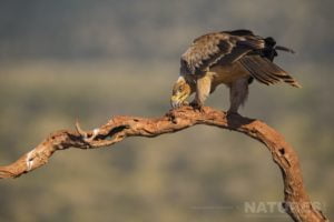 Tawny Eagle Eating On A Perch As Captured During The Zimanga Photo Tour Led By Natureslens