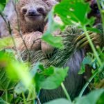 A 3 Toed Sloth Photographed During The Natureslens Costa Rican Wildlife Photography Holiday