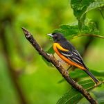 A Baltimore Oriole Photographed During The Natureslens Costa Rican Wildlife Photography Holiday