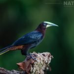 A Chestnut Headed Oropendola Photographed During The Natureslens Costa Rican Wildlife Photography Holiday