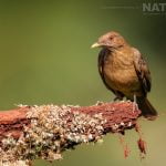 A Clay Coloured Thrush Photographed During The Natureslens Costa Rican Wildlife Photography Holiday