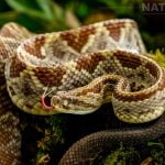 A Coiled Rattlesnake Photographed During The Natureslens Costa Rican Wildlife Photography Holiday